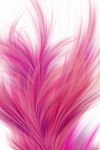 pic for pink feather  